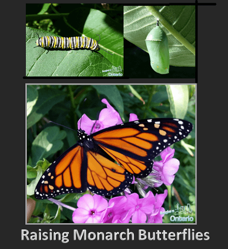 Raising Monarch Butterflies: Easy Tips & Pictures Of Butterfly Rearing ...