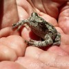 An Ontario Gray Treefrog lives in Our Garden & How we raised thousands of Tree Frog babies!