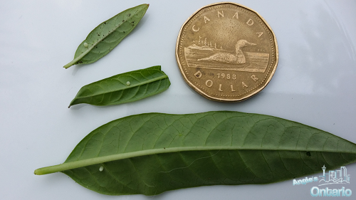 Monarch Butterfly eggs Ontario