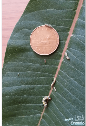 monarch butterfly caterpillars varies sizes