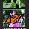 how to rear monarch butterfly