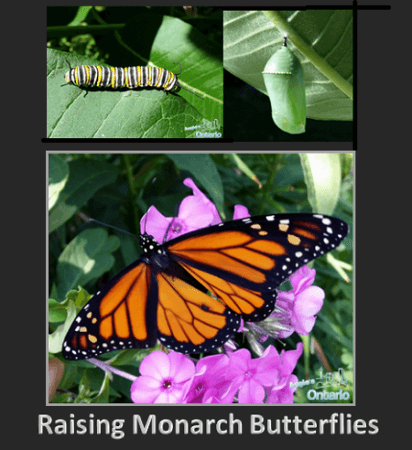 how to rear monarch butterfly 