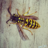 keep wasps away hacks and tricks