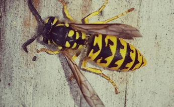 keep wasps away hacks and tricks