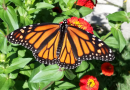 Monarch Migration festivals in ontario Canada