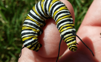 monarch caterpillar on my thumb