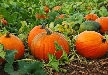 pick your own pumpkin patch