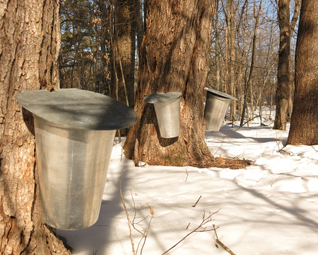 Maple syrup festivals in Ontario